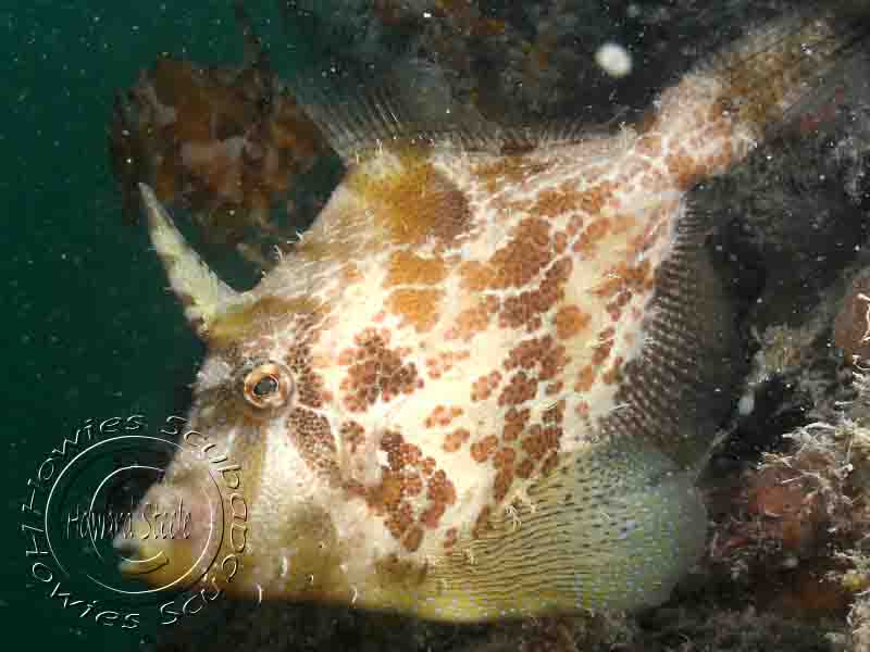Leatherjackets Filefish, Howies Scuba